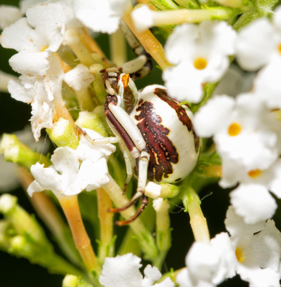 White-banded Crab Spider (Misumenoides formosipes) in the middle of a white flower