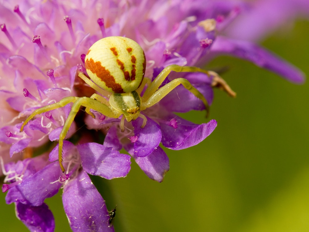 Female Goldenrod Crab Spider (Misumena vatia) on top of a lavender