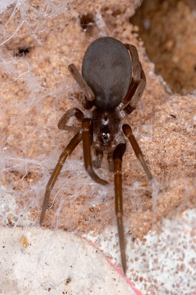 Southern House Spider (Kukulcania hibernalis) hiding its eggs