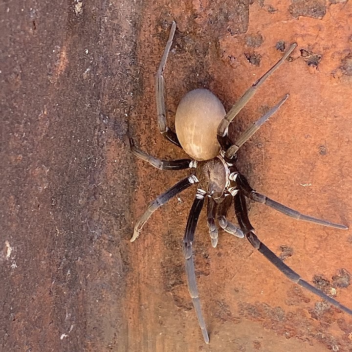 Arizona Black Hole Spider (Kukulcania arizonica) laying on a rusty ground