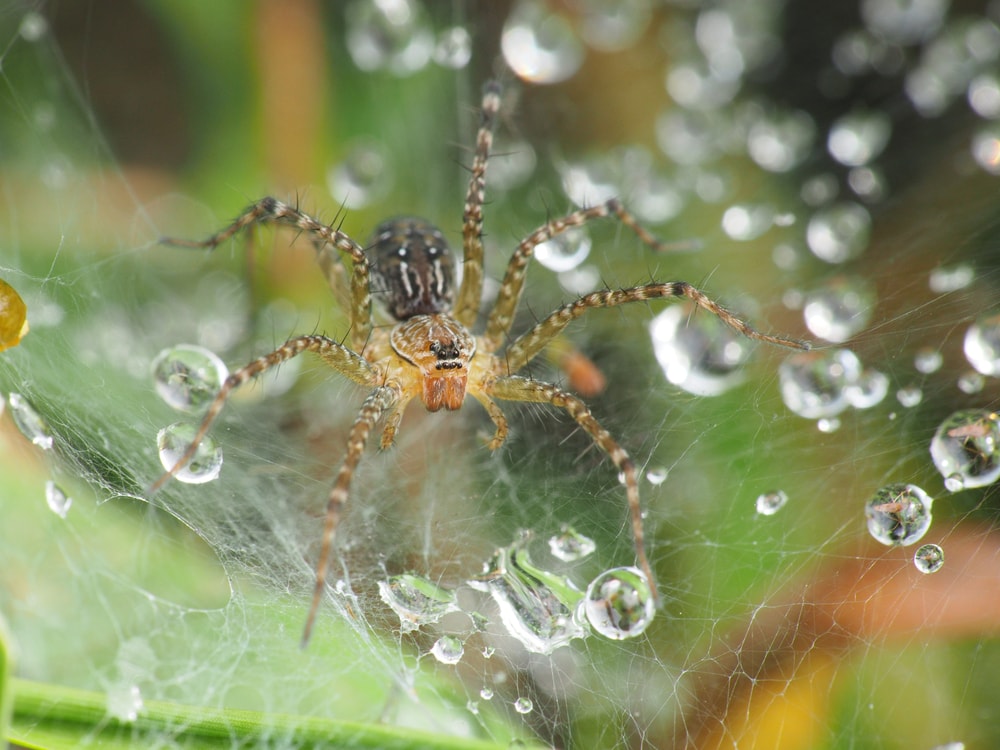 Funnel Web Spiders (Agelenidae) with rain drops on its web