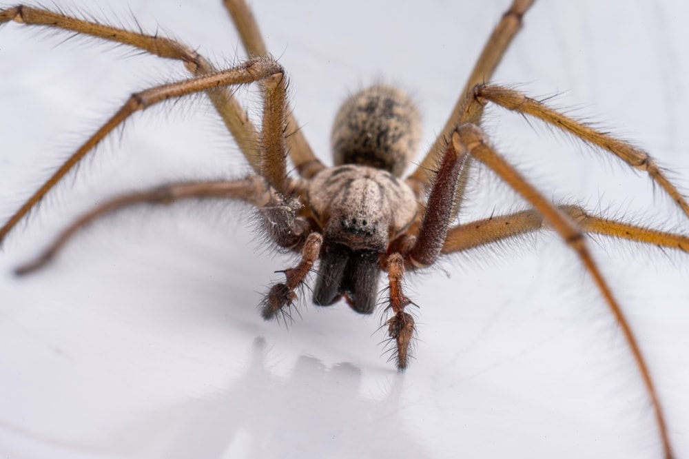 Giant House Spider (Eratigena atrica) standing on a white glass