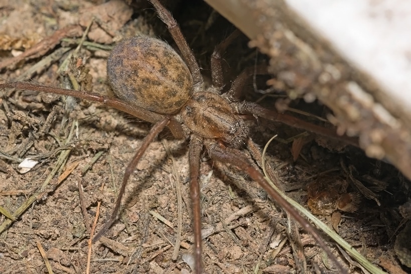 Hobo Spider (Eratigena agrestis) hiding under the floor