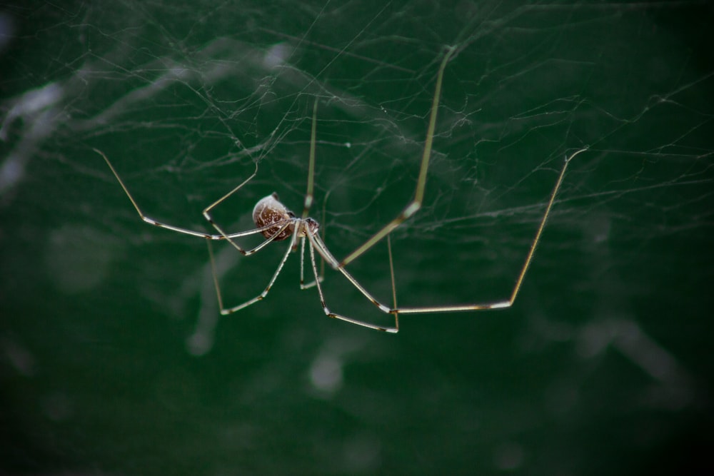 Cellar Spiders (Pholcidae) hanging upside on its web