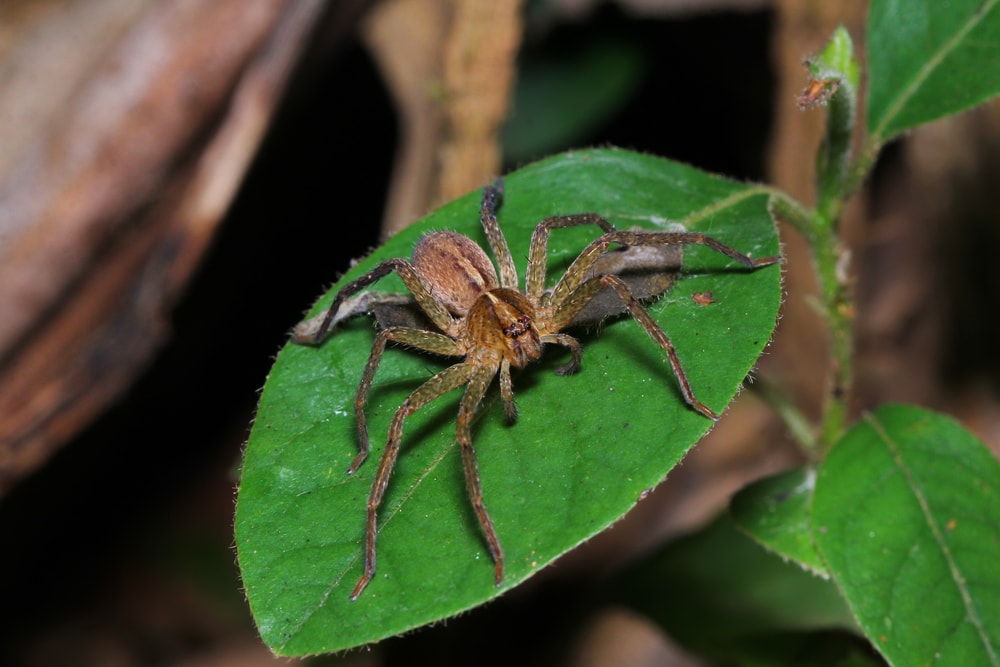 Huntsman Spiders (Sparassidae) laying on a leaf