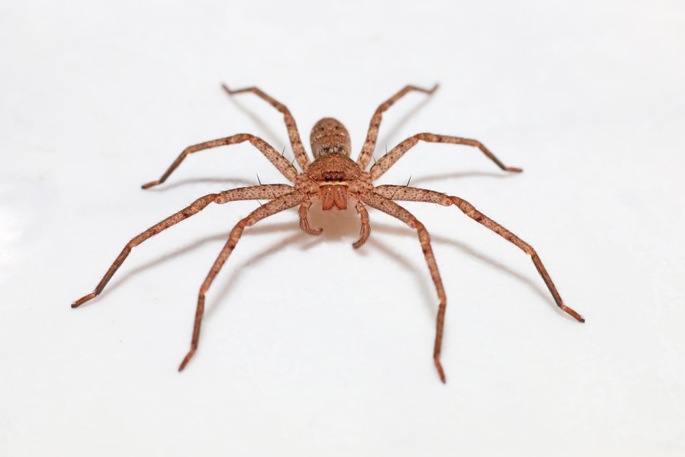 Giant Crab Spider (Olios giganteus) laying on a white floor