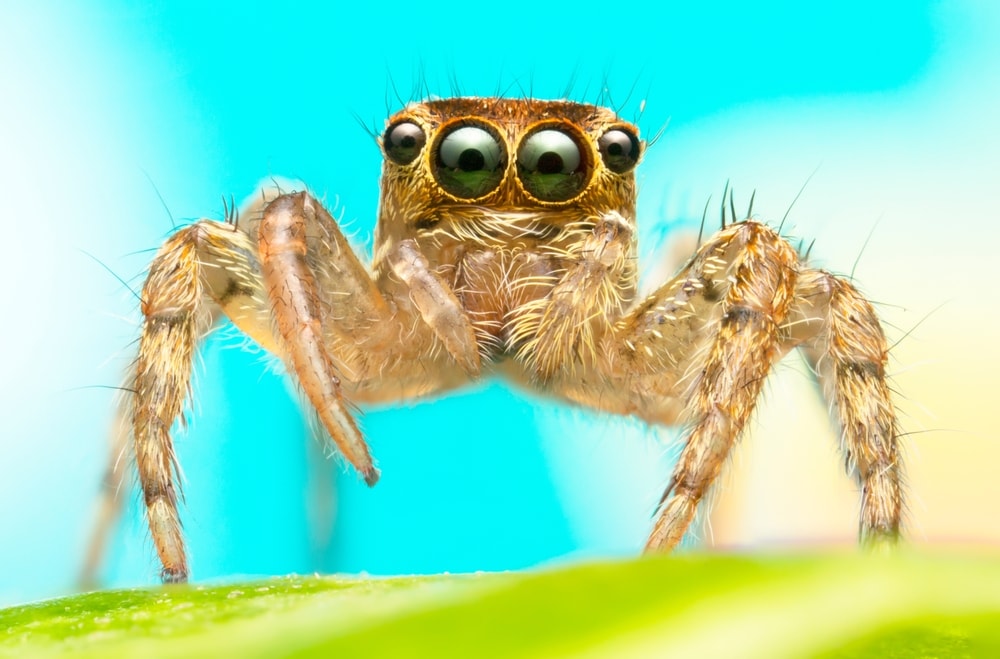 Jumping Spiders (Salticidae) standing on a leaf