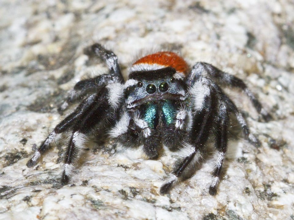 Phidippus carneus standing on a marble