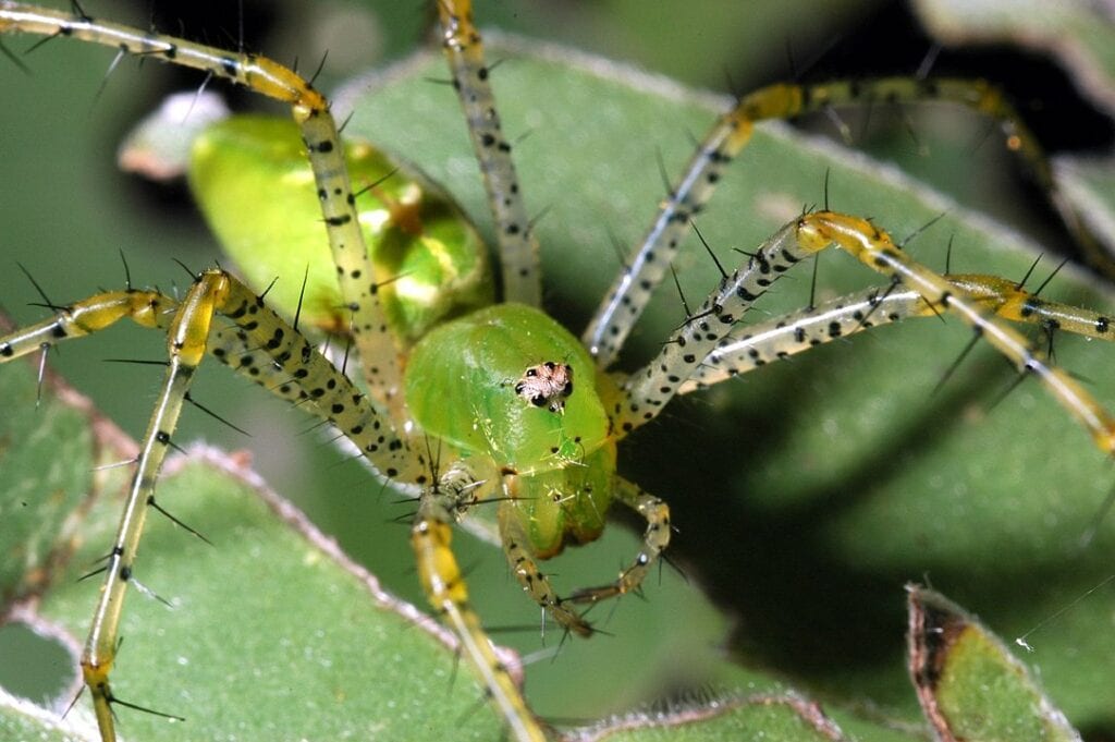 Green Lynx Spider (Peucetia viridans) eating a cactus leaf