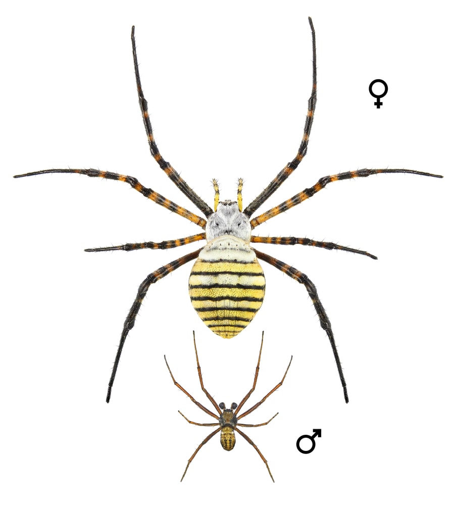 Banded Garden Spider (Argiope trifasciata) on white background