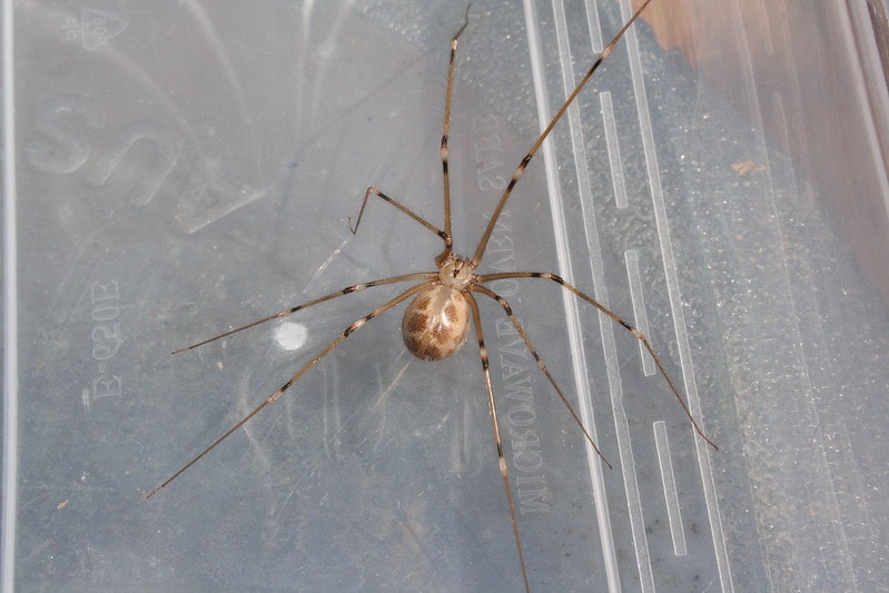 Giant Daddy Long Legs Spider (Artema atlanta) inside a clear box