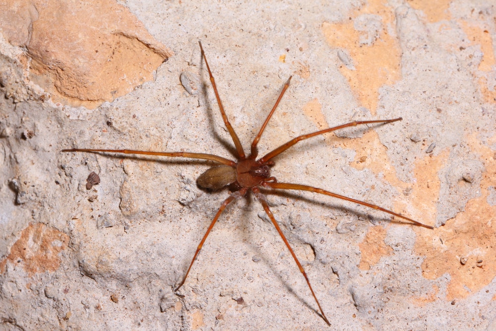 Six-eyed Sicariid Spiders (Sicariidae) sticking on a wall