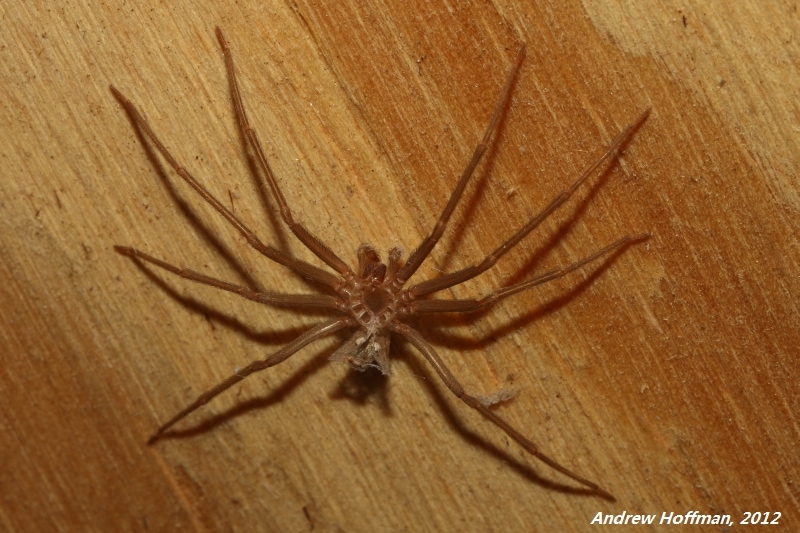Arizona Brown Spider (Loxosceles arizonica) laying on a wooden roof