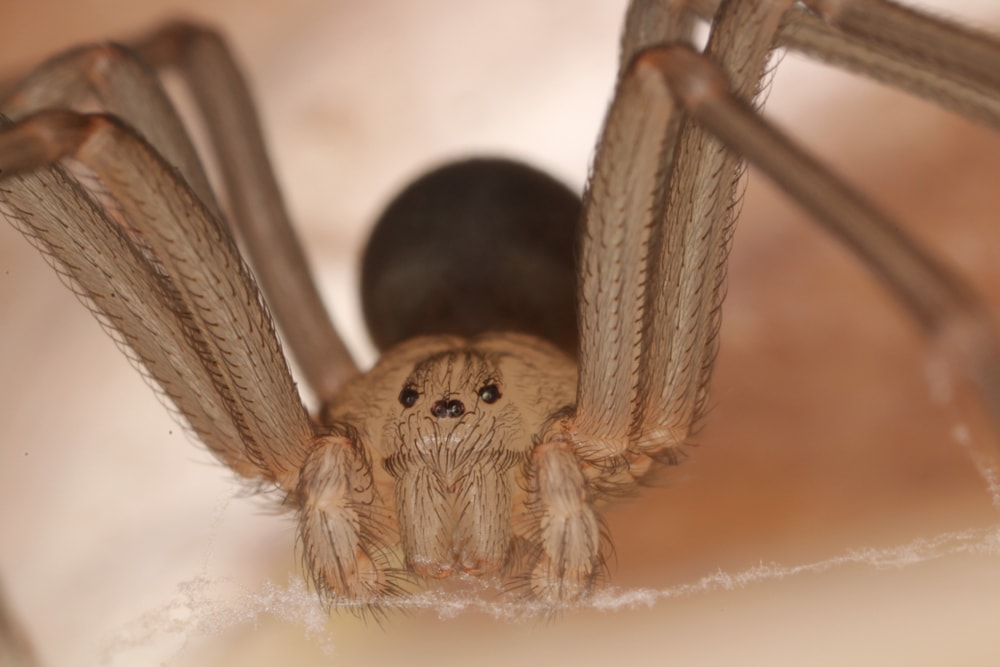 Close up photo of Brown Recluse (Loxosceles reclusa)