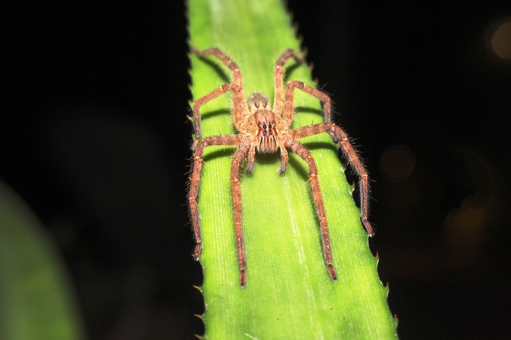 Wolf Spiders (Lycosidae) hugging a cactus leaf