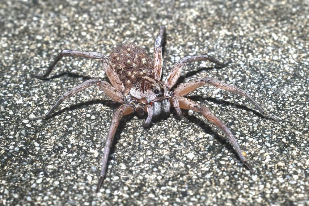 Carolina Wolf Spider (Hogna carolinensis) on the floor
