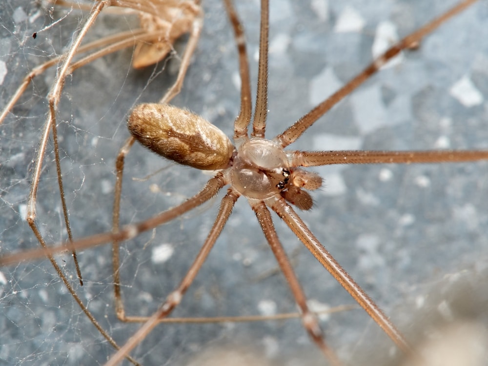 Marbled Cellar Spider (Holocnemus pluchei) creating its web
