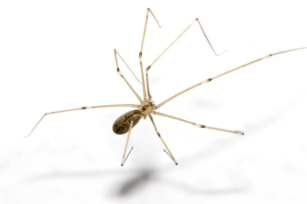 Long-bodied Cellar Spider (Pholcus phalangioides) on white background