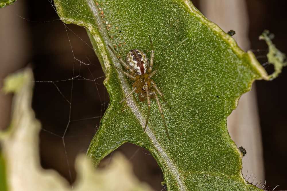 Cobweb Spiders (Theridiidae) laying on a leaf with bite in it
