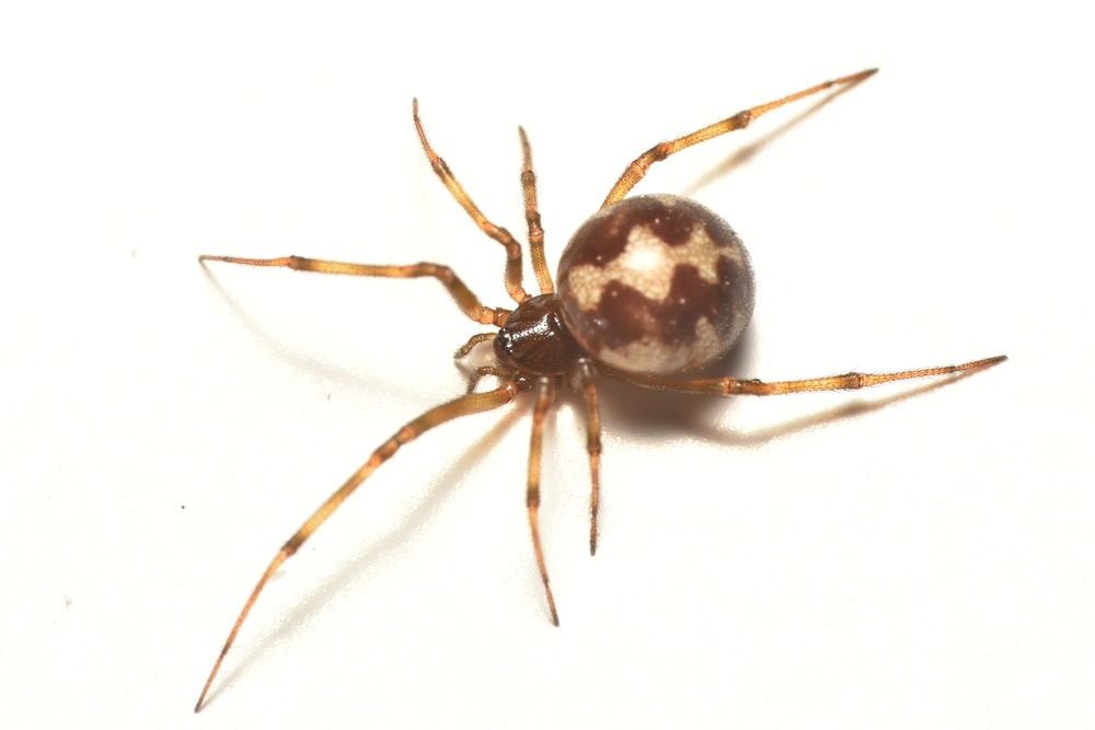Triangulate Cobweb Spider (Steatoda triangulosa) on white background