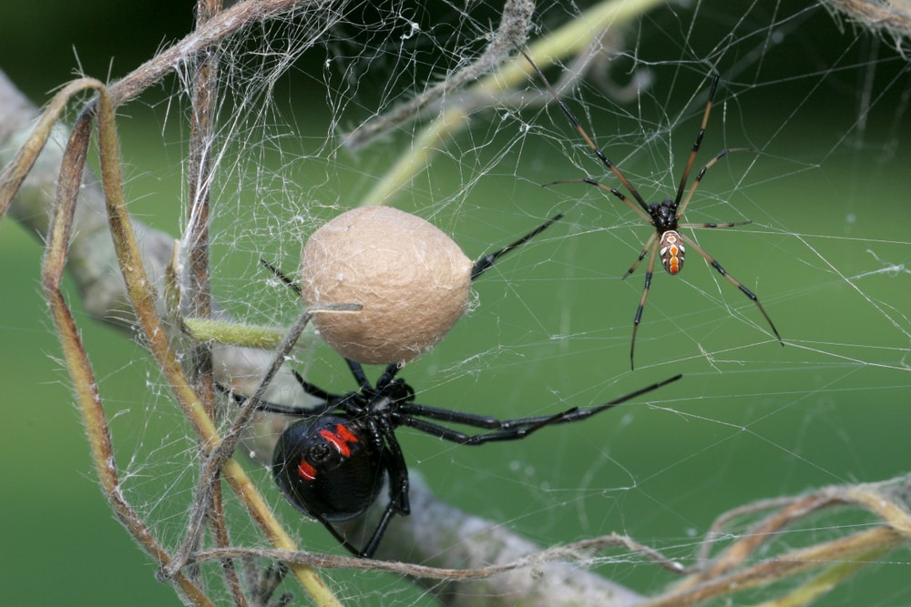 Western Black Widow Spider (Latrodectus Hesperus) forming a ball in the middle of its web