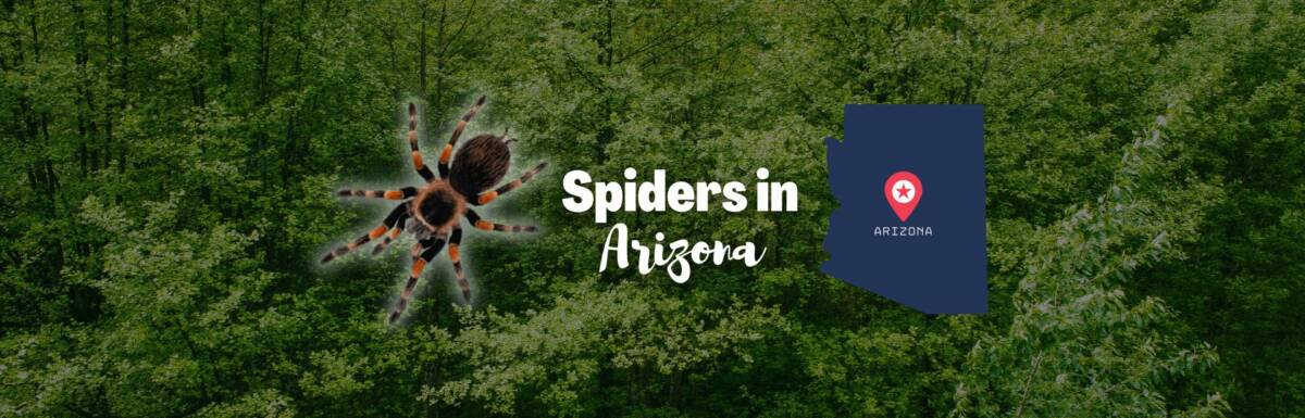 Spiders in arizona featured image