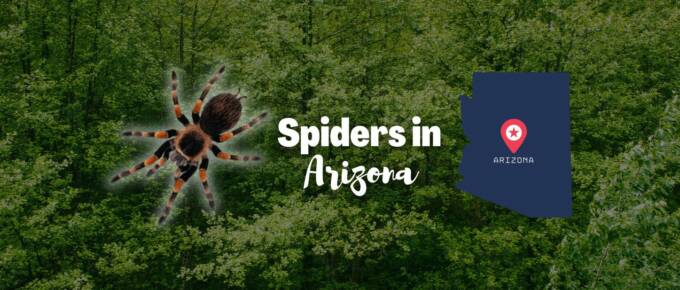 Spiders in arizona featured image