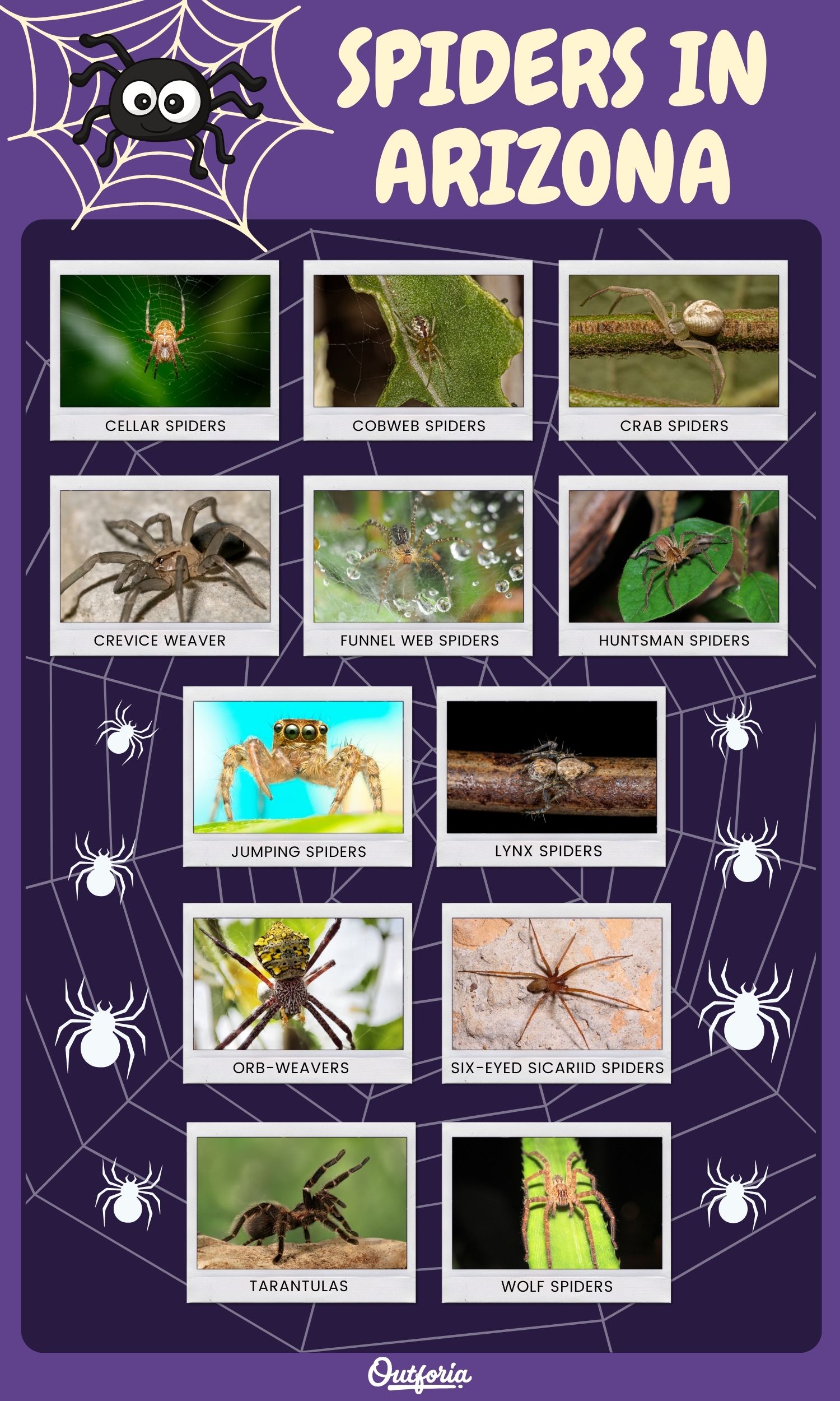 Chart of different spiders in Arizona with pictures