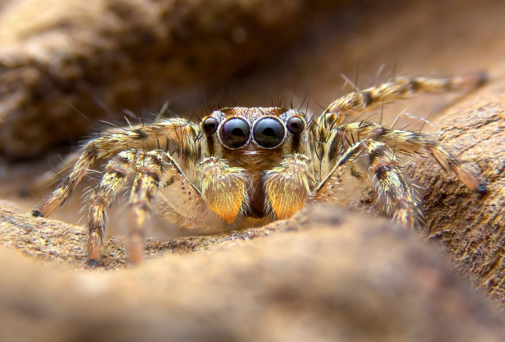macro shot image of a jumping spider