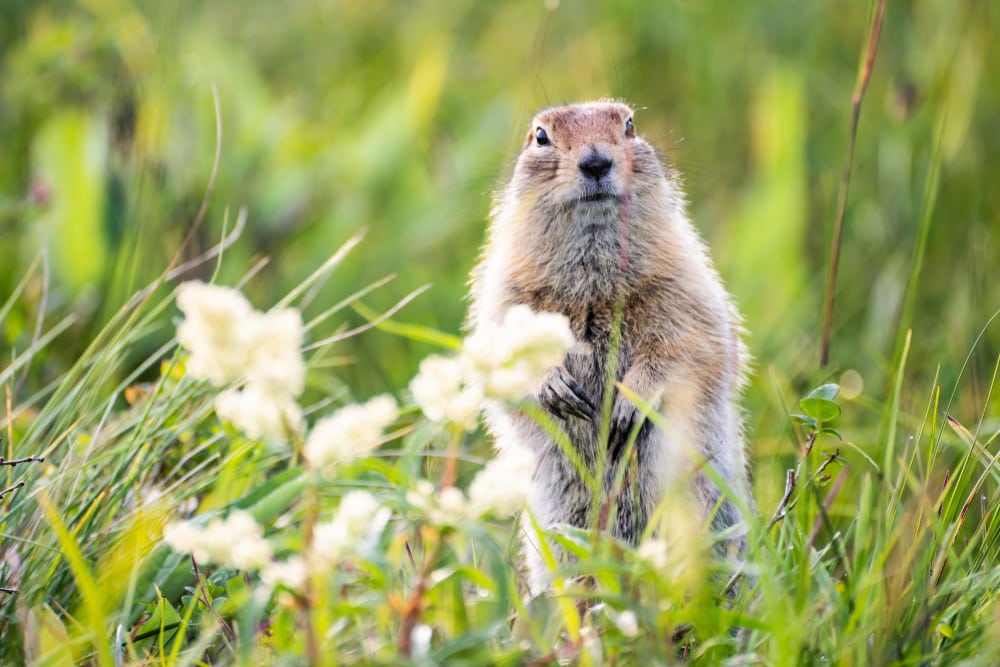 Groundhog standing up on a grass