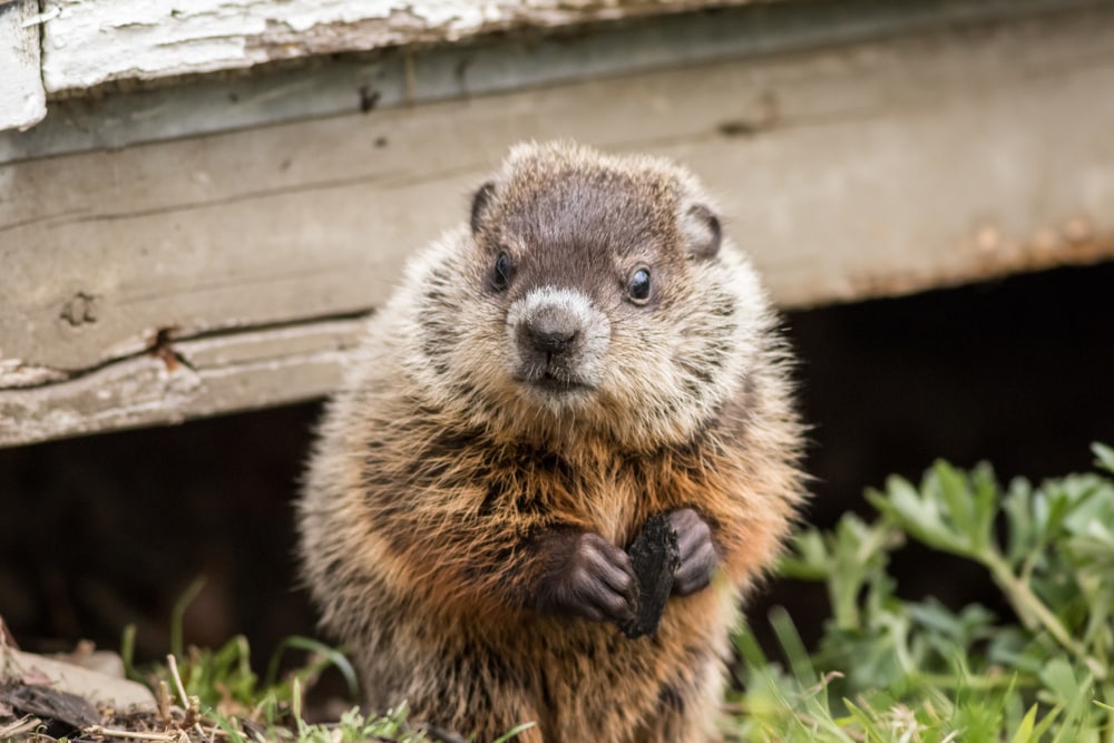 Shy groundhog getting out from hiding under a house