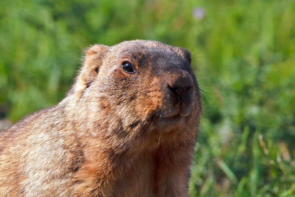 Close-up photo of groundhog tearing its eyes