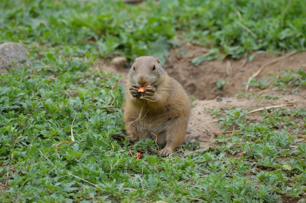 Groundhog eating carrots with two hands