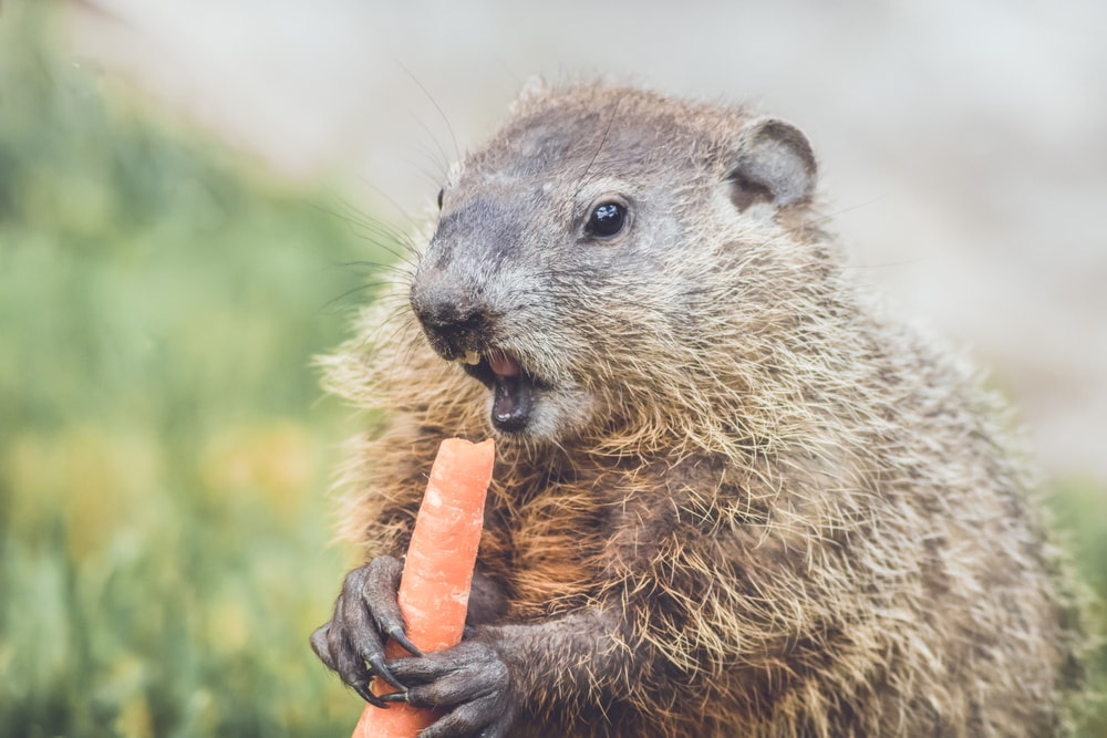 Close up shot of groundhog eating a carrot