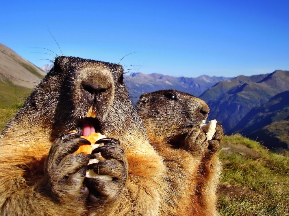 Two groundhog eating fruits with mountains on the background