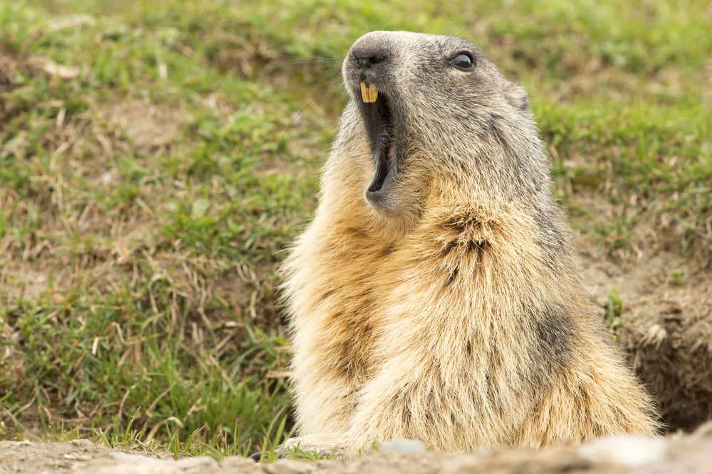 Groundhog yawning in his hole on the ground