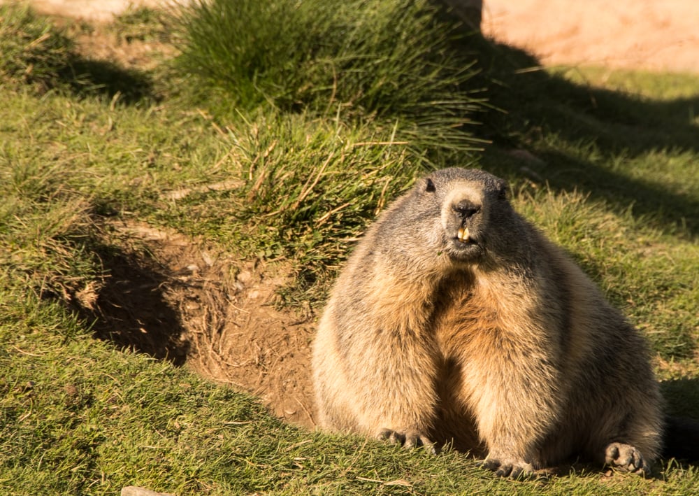 Groundhog digging its own space on backyard