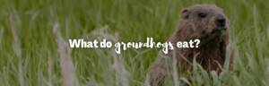 What do groundhogs eat featured photo
