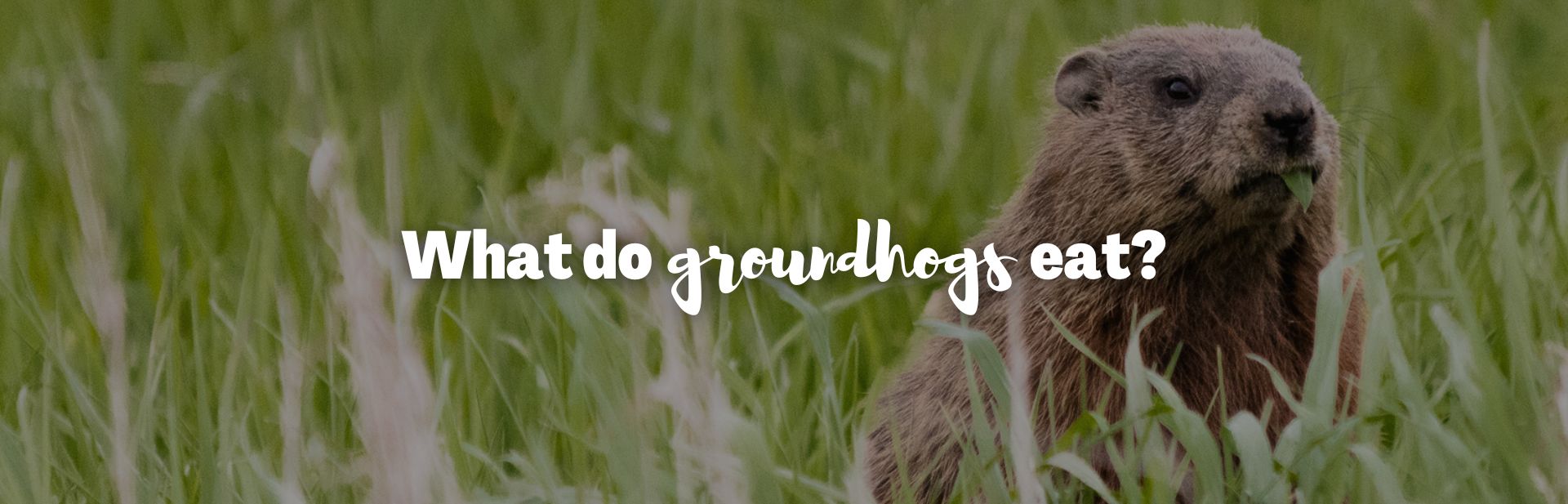 What Do Groundhogs Eat? Almost Anything!