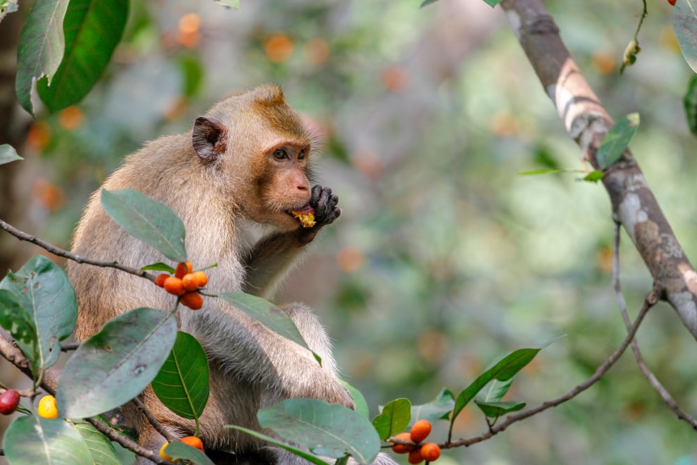 image of a monkey eating a fruit in a tree