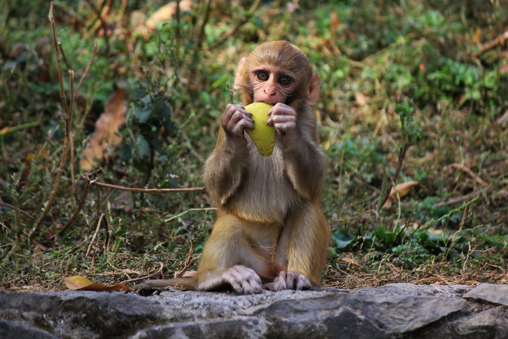 image of a Rhesus macaque eating fruit in the forest