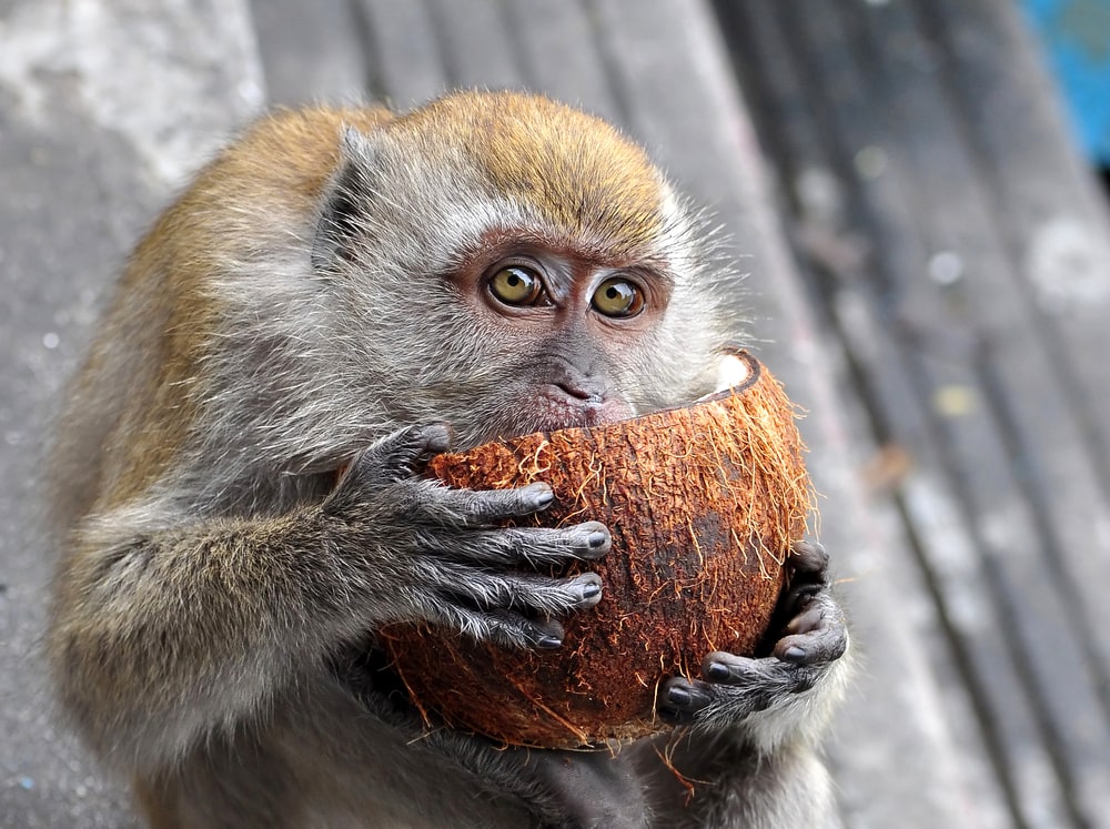 close up of a monkey eating a coconut