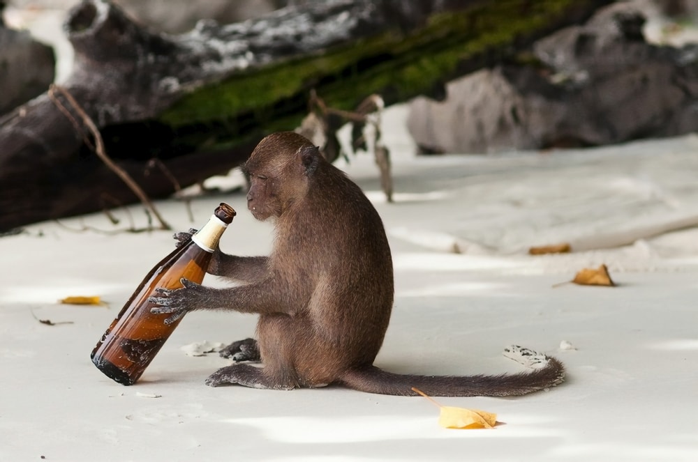 image of a monkey holding a bottle of beer in the beach