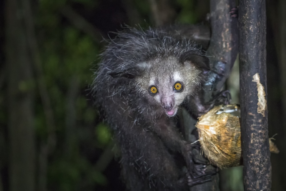 image of an aye-aye lemur holding a coconut