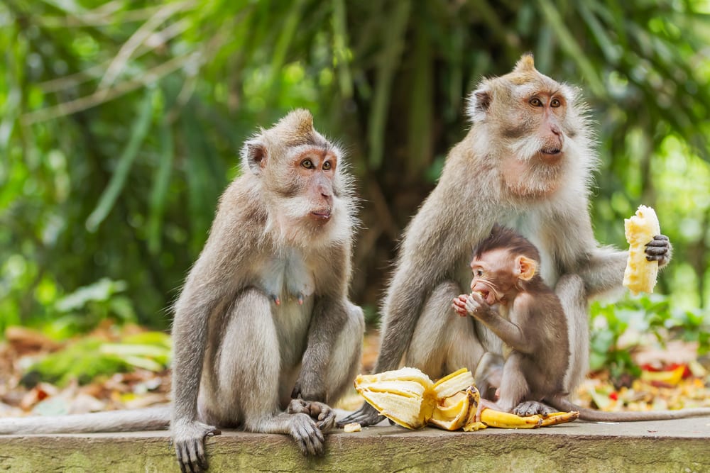 family of monkeys eating a banana in the forest