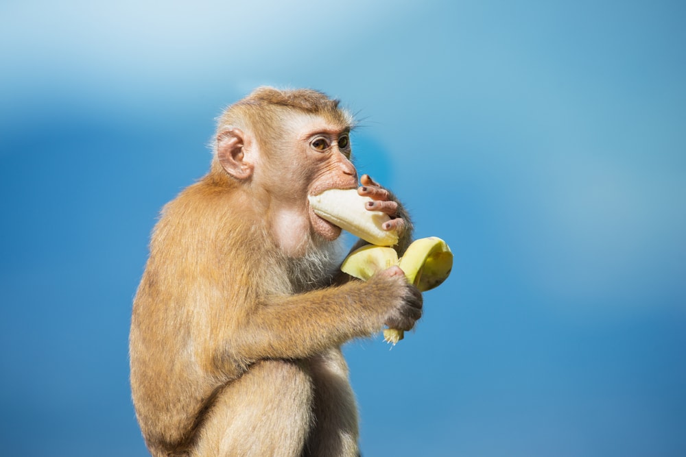 image of a long-tailed macaque eating a banana