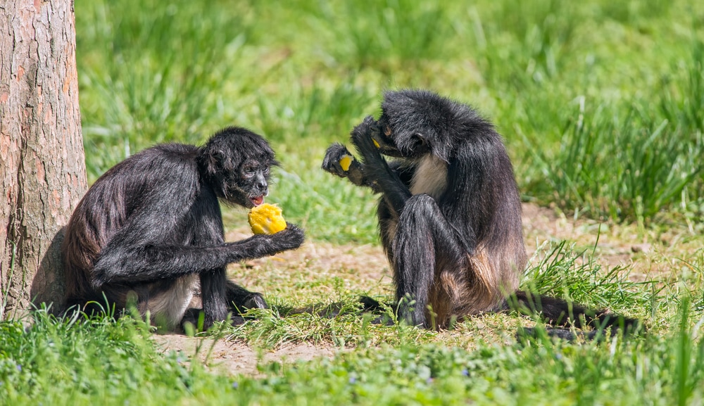 two black spider monkeys enjoying a fruit in the wild
