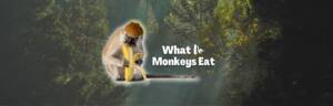 what do monkeys eat featured image
