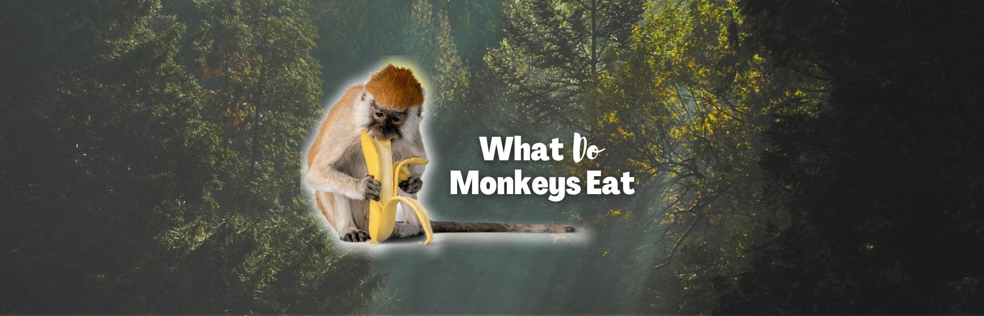 What Do Monkeys Eat? Definitely Not What You Expected!