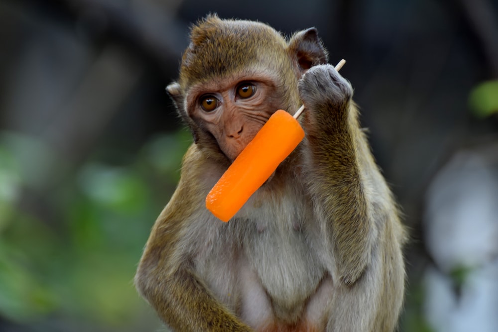 image of a monkey holding and eating an ice cream popsicle
